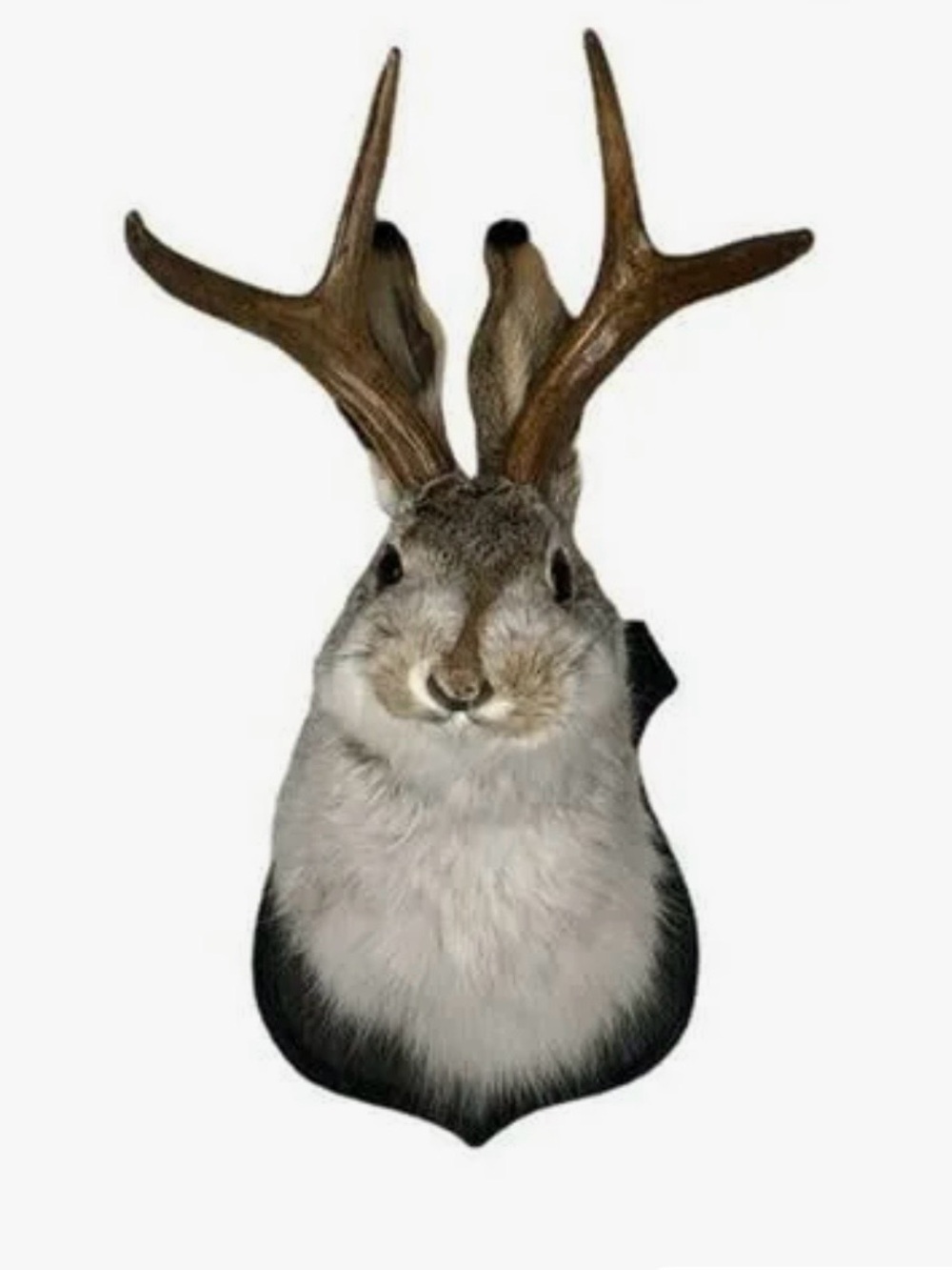 Novelty Jackalope Wall Mount - Faux Taxidermy Rabbit with Antlers
